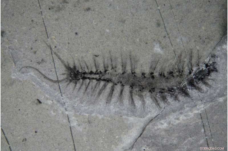 New 508‑Million‑Year‑Old Bristle Worm, Kootenayscolex barbarensis, Sheds Light on Burgess Shale Evolution