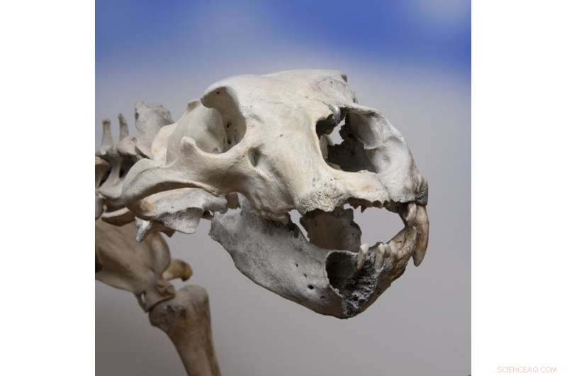 Finnøy Polar Bear: Norway’s Most Complete Ice Age Skeleton Revealed