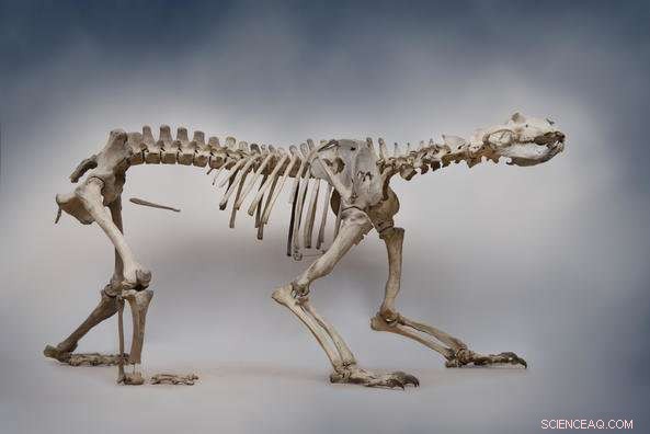 Finnøy Polar Bear: Norway’s Most Complete Ice Age Skeleton Revealed