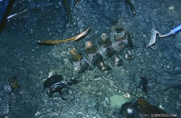 Finnøy Polar Bear: Norway’s Most Complete Ice Age Skeleton Revealed