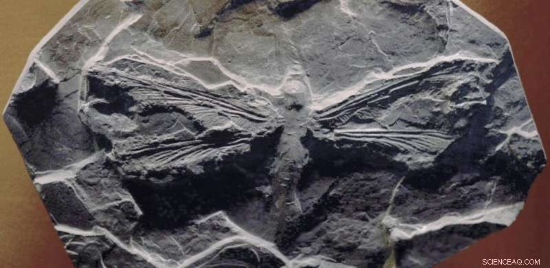 How the Evolution of Wings Catapulted Insects into the Skies