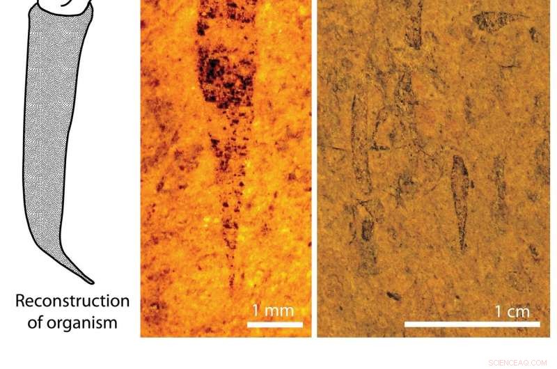 Unearthing a 450‑Myr‑Old Cone‑Shaped Fossil: A Landmark Hummelstown Discovery