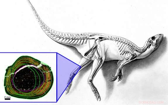 Unveiling the Lives of Australia s Polar Dinosaurs: New Bone Tissue Insights