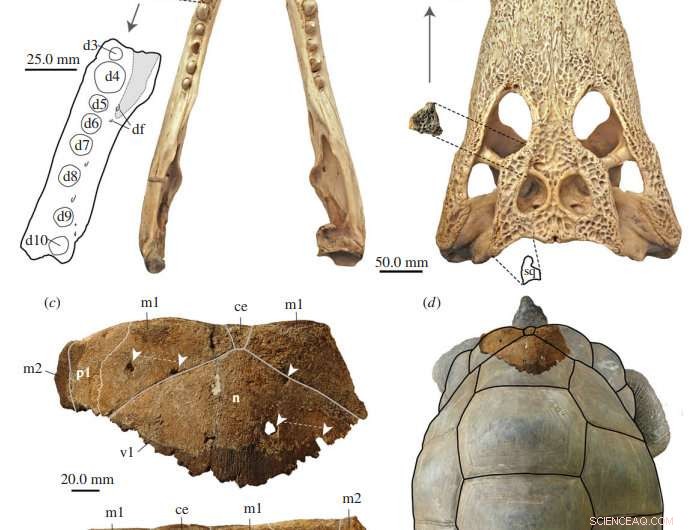 Late Pleistocene Evidence: Crocodiles Preyed on Giant Tortoises of Aldabra Atoll