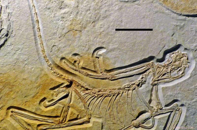 Eleventh Archaeopteryx: Oldest Fossil of the Genus Discovered