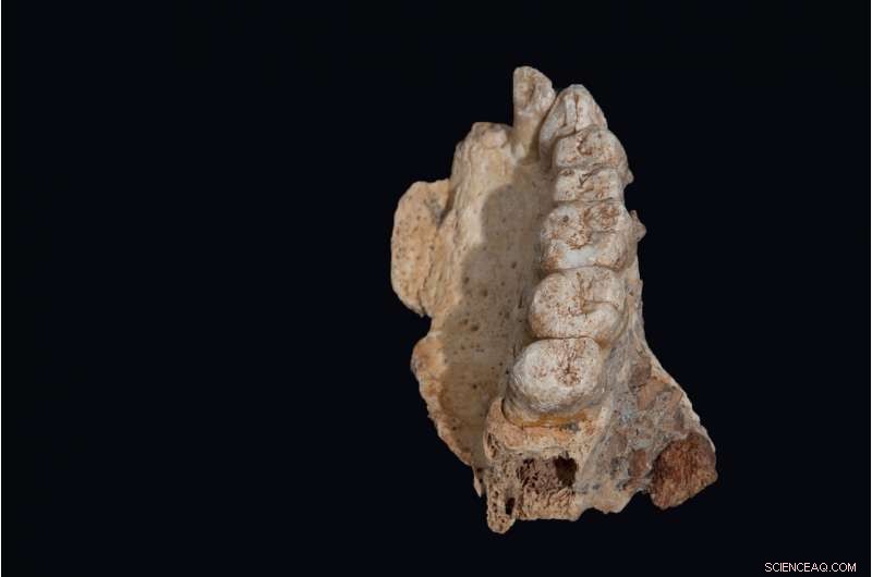 New Fossil Reveals First Modern Human Outside Africa, Dating Back 50,000 Years