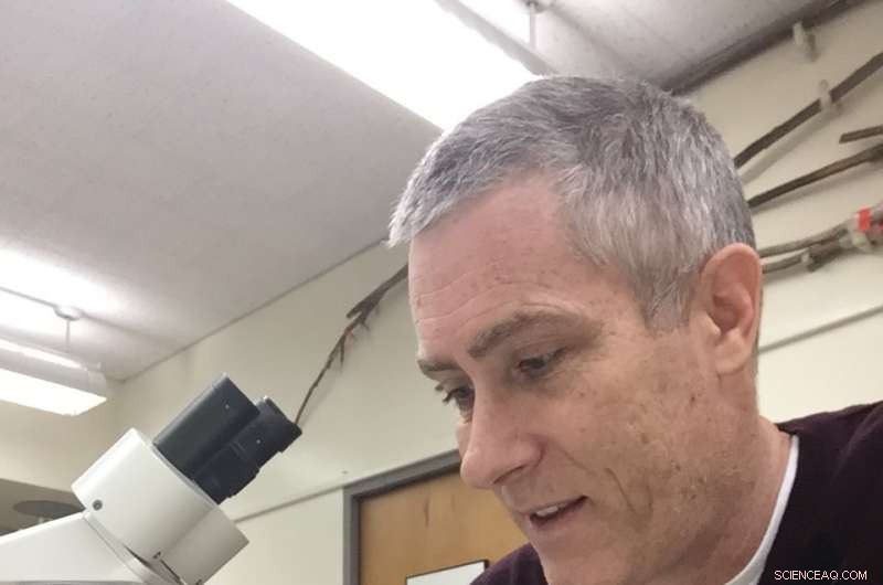 Ancient Dutch Dice Reveal Manufacturing Bias—New Study Questions Fairness in Games