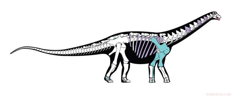 New Egyptian Titanosaur Reveals Ancient Africa‑Europe Connection