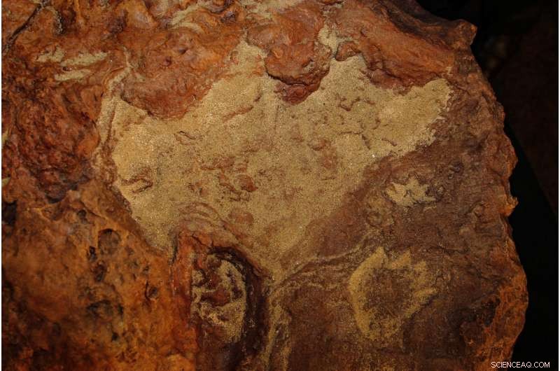 NASA s Goddard Center Reveals 70+ 100‑Million‑Year‑Old Dinosaur & Mammal Tracks