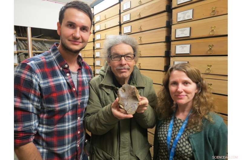 Rare 200‑Million‑Year‑Old Ichthyosaur Found: Only Second Known Specimen