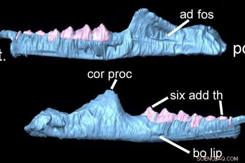 South Wales Fossil Uncovers New Species of Ancient Reptile
