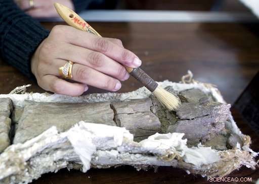 Egypt’s Rare Dinosaur Discovery Signals Potential for More Finds