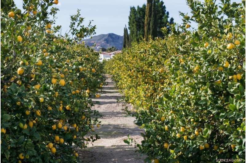 New Study Links Sicilian Mafia Origins to 19th‑Century Lemon Trade