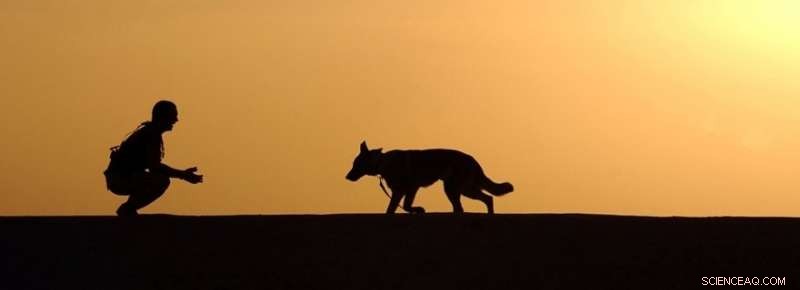 14,000‑Year‑Old Grave Reveals Long‑Standing Human‑Dog Bond