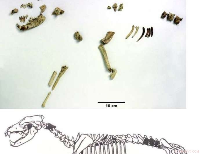14,000‑Year‑Old Grave Reveals Long‑Standing Human‑Dog Bond