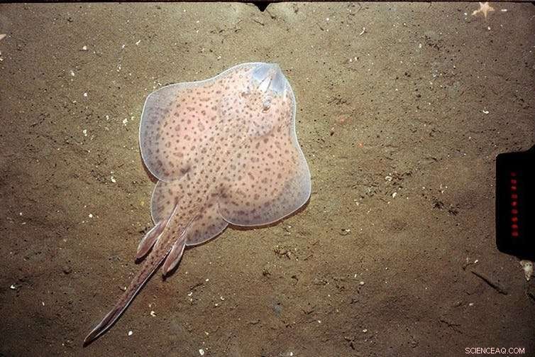 Walking Fish Reveal How Early Tetrapods Transitioned from Sea to Land