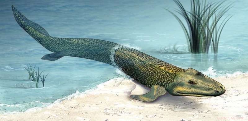 Walking Fish Reveal How Early Tetrapods Transitioned from Sea to Land