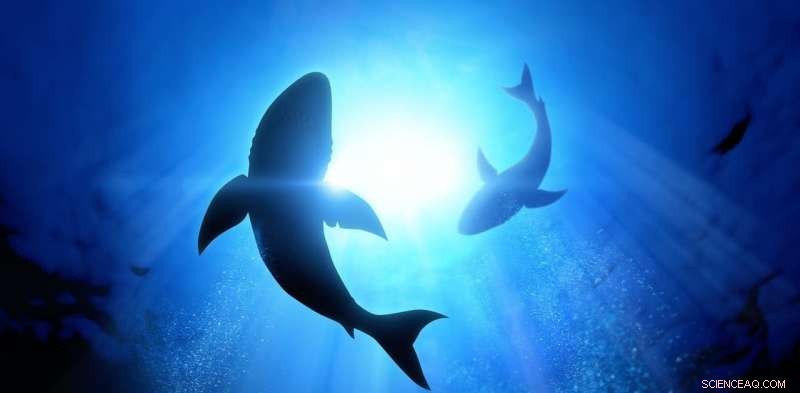 Sharks and Other Animals: Tracing the Evolution of Electroreception for Hunting