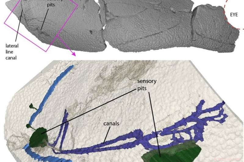 Sharks and Other Animals: Tracing the Evolution of Electroreception for Hunting