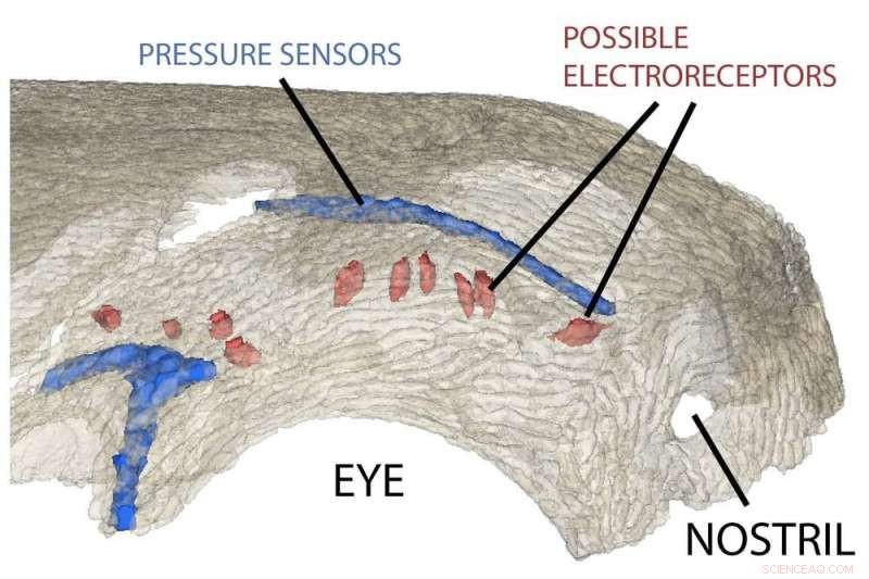 Sharks and Other Animals: Tracing the Evolution of Electroreception for Hunting