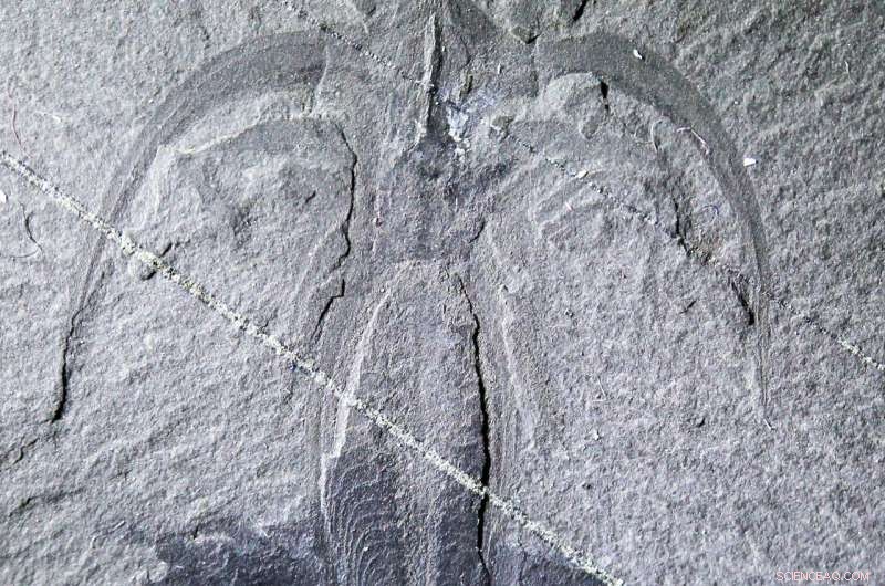 Soft Tissue Fossils Offer Key Insights for Finding Ancient Life on Earth and Other Worlds