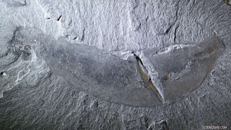 Soft Tissue Fossils Offer Key Insights for Finding Ancient Life on Earth and Other Worlds