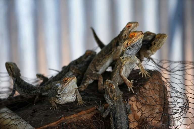 Lizards  Bipedal Running: How Bearded Dragons, Jesus Lizards, and Spiny‑Tailed Iguanas Switch from Four to Two Legs