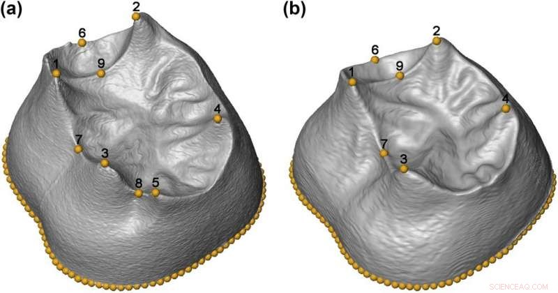 Pioneering 3-D Morphometric Analysis of Molars from Sima de los Huesos
