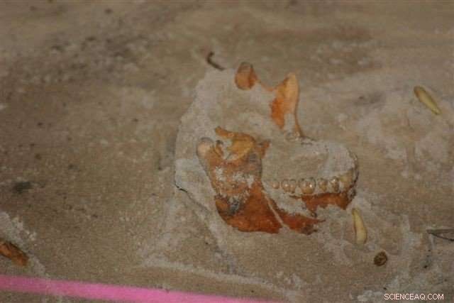 Genetic Study Reveals Taino Ancestry Persists in Modern Caribbean Populations