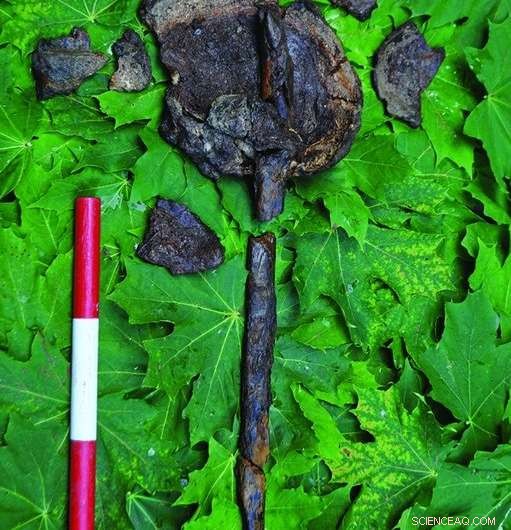 8000-Year-Old Underwater Grave Discovered in Sweden, Showcasing Skulls Mounted on Poles