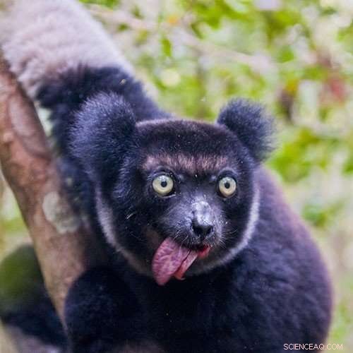 Scientists, Wildlife DJs, and Hip‑Hop Archivists Launch BeastBox, an Interactive Audio Game