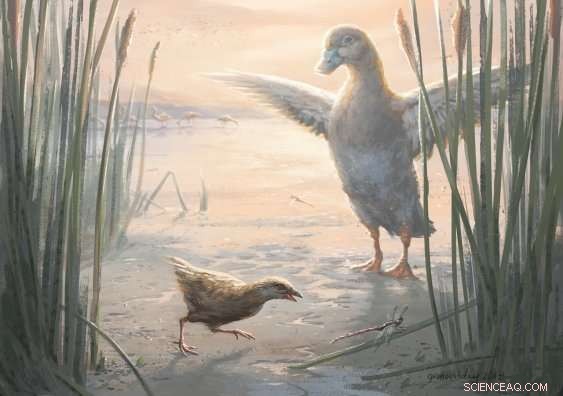 Tiny Flightless Rails Unearthed in New Zealand s Ancient Wetlands