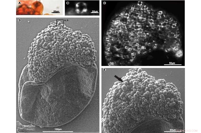 Permian Carbo-Loading: How Starch-Containing Foods Shaped Ancient Civilizations