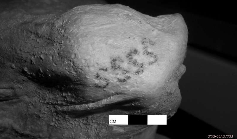 British Museum Mummies Reveal Earliest Figurative Tattoos in History