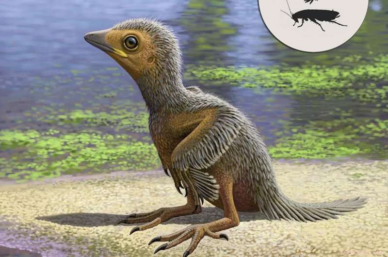 127‑Million‑Year‑Old Baby Bird Fossil Illuminates Early Avian Evolution