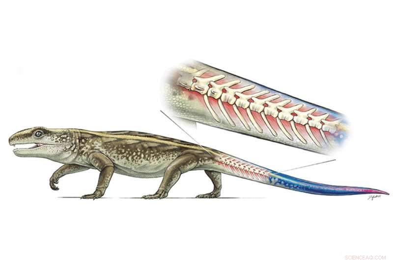 Captorhinus: How an Ancient Reptile s Tail Detachment Helped Evade Predators