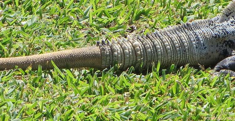 Captorhinus: How an Ancient Reptile s Tail Detachment Helped Evade Predators