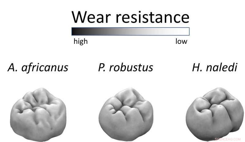 Homo naledi s Wear-Resistant Molars Revealed: A Key to Its Abrasive Diet