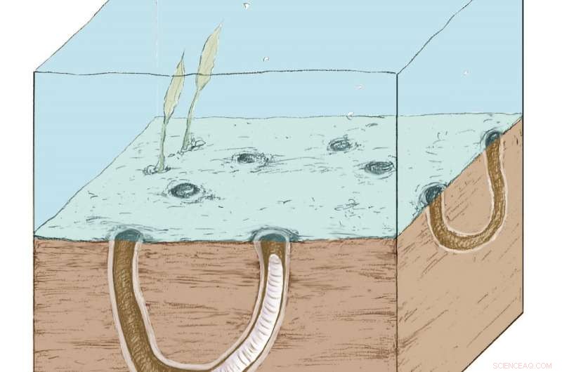 Pre-Cambrian Fossil Burrows Reveal Early Animal Behavior