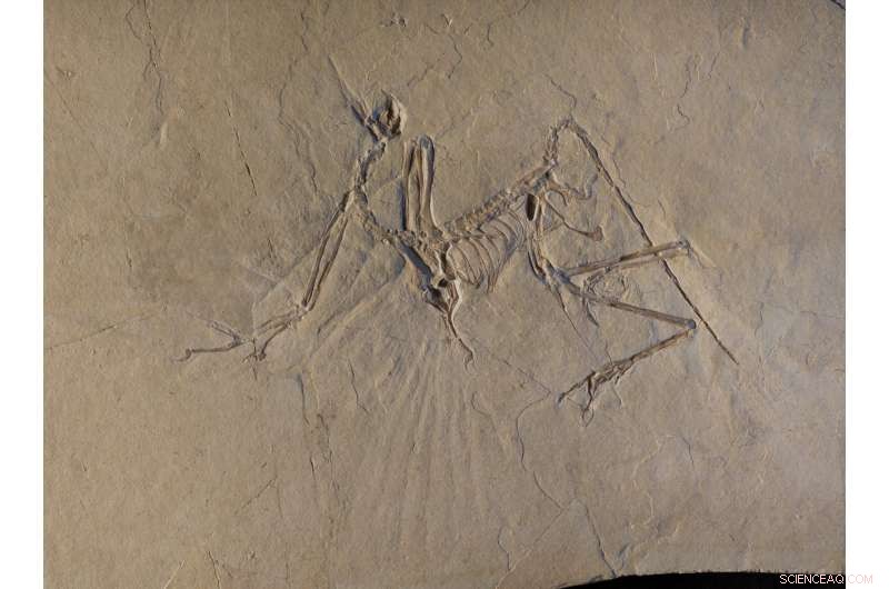 Archaeopteryx: Evidence of Active Flight in the Early Avian Era