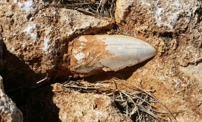 Megalodon Fossil Tooth Vanishes from Remote Australian World Heritage Site