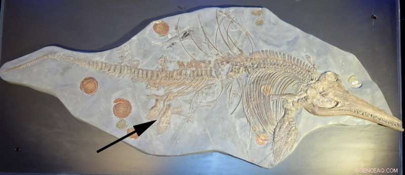 Are Paleontologists Naming Too Many Species? An Evidence-Based Review