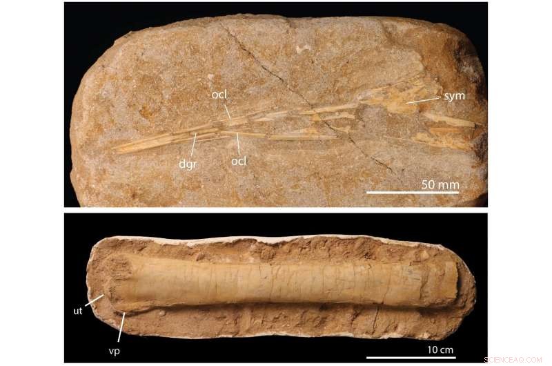 Pterosaurs Ended with a Bang: New Moroccan Fossil Evidence