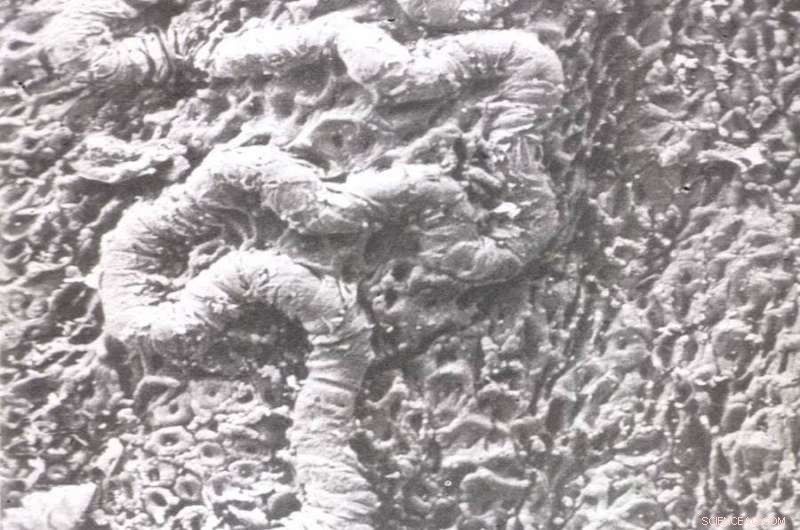 New Fossil Finds Push Back Human Innovation Timeline to 1.2 Million Years Ago