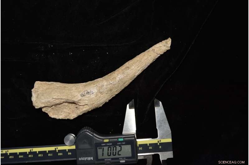 New Fossil Finds Push Back Human Innovation Timeline to 1.2 Million Years Ago