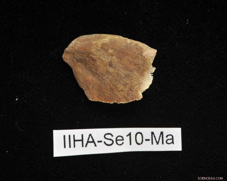 Fish Dominated Diets in Medieval Northern Ostrobothnia: Insights from Isotope Analysis