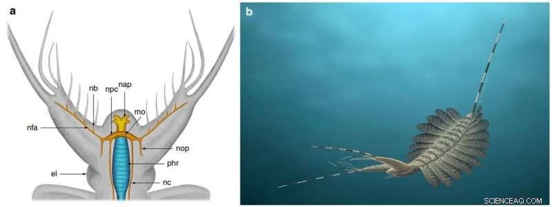 Ancient Greenland Finds: Fossilized Brains Unlock Secrets of Early Marine Life