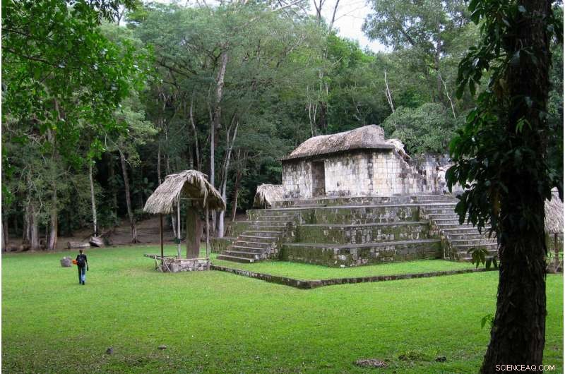 Archaeologists Find First Evidence of Live-Traded Dogs in Maya Ceremonies