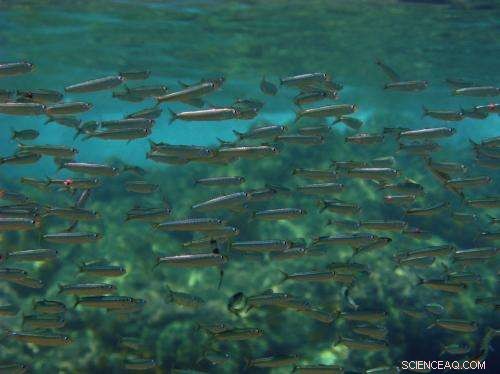 New Study Shows Fish Dominated Stone Age Diet in Southern Scandinavia