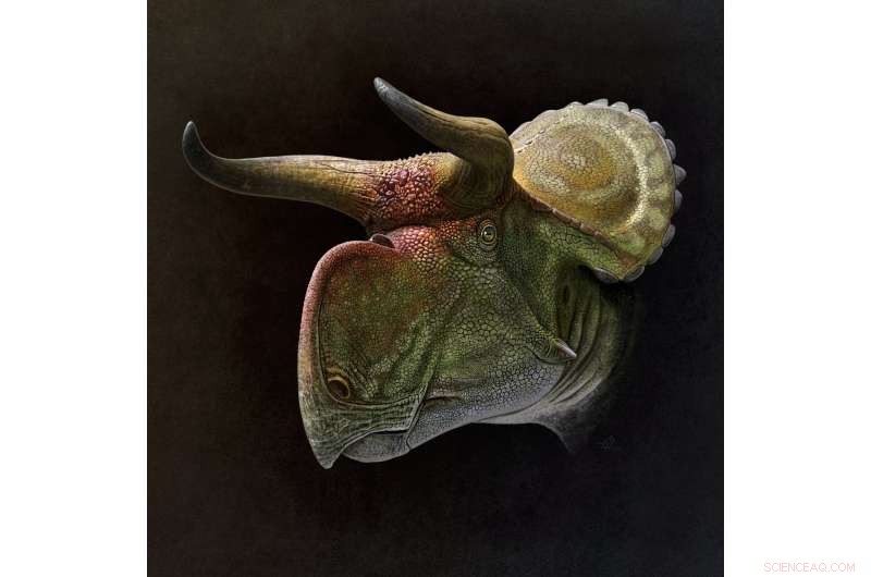 Why Dinosaur Frills and Horns Were Not for Species Recognition